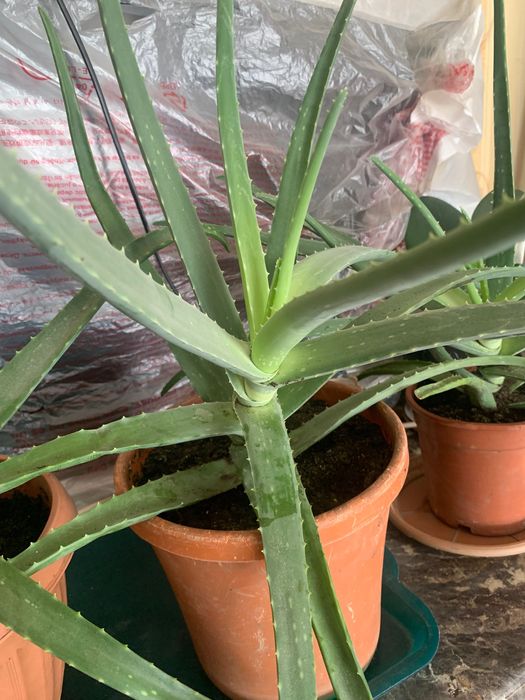 Алоэ вера возраст 3,5 года для лечения и косметологии