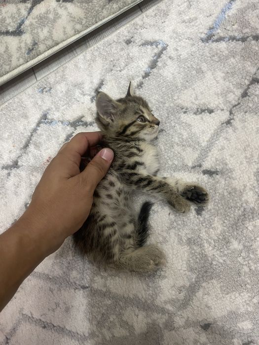 Xotinimning jinsiy aloqa fotosuratlari