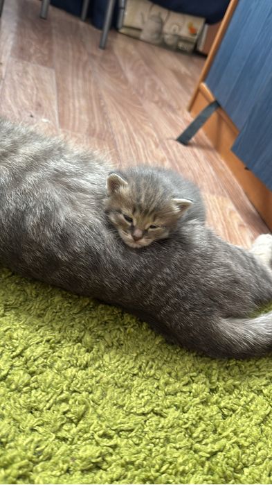 Отдам котят в добрые руки