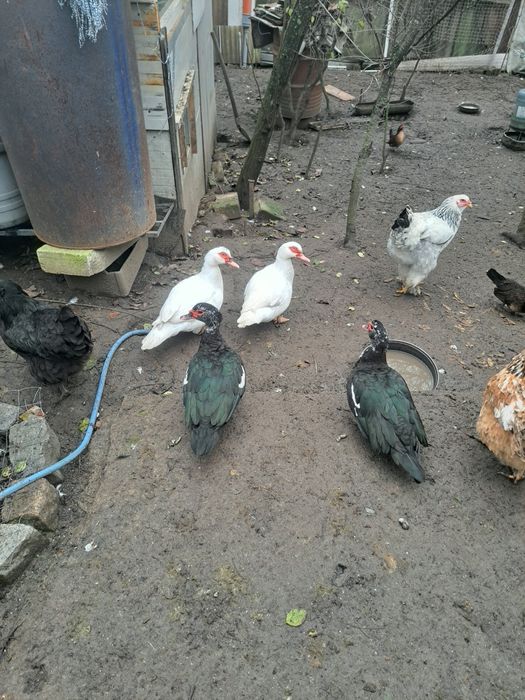 4 rațe și un rățoi mut 2025