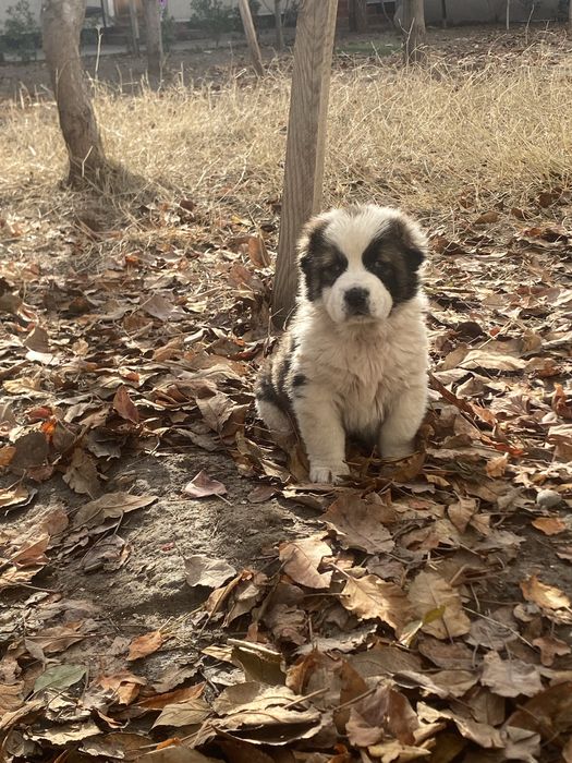 Alabay 28 kunlik qiz