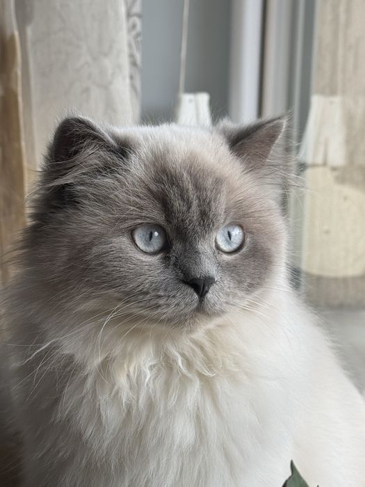 Британски котки