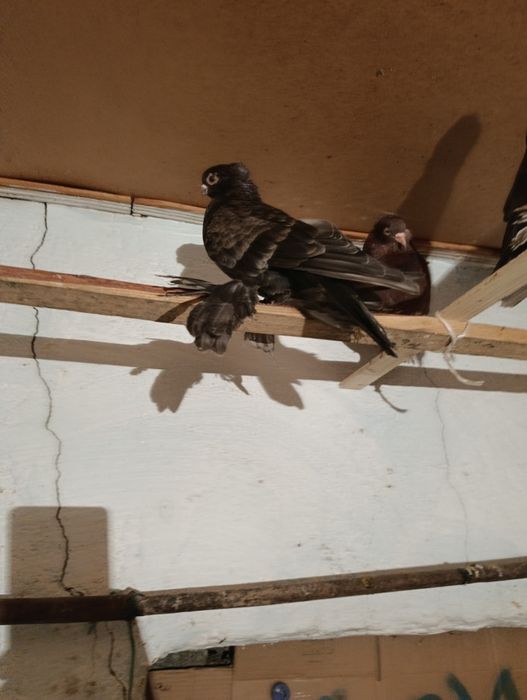 Голубь чилкар самец