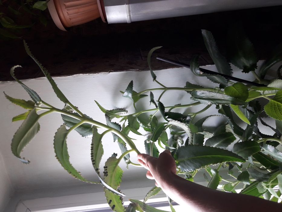 Лечебное Каланхое!