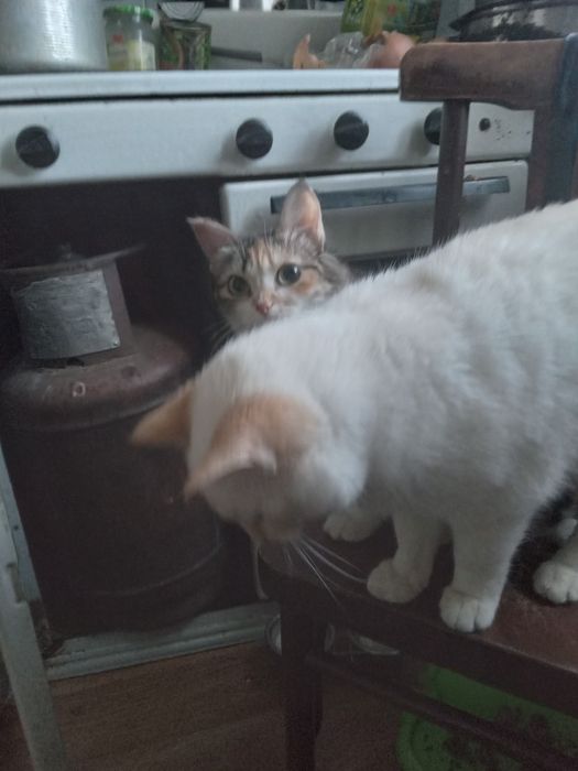 Подарю кошечку и кота.