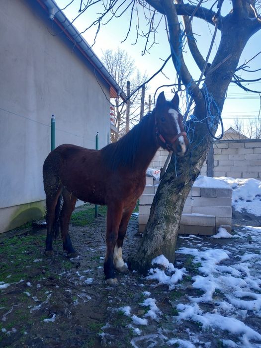 Vând iepe , 3 iepe ai un cal