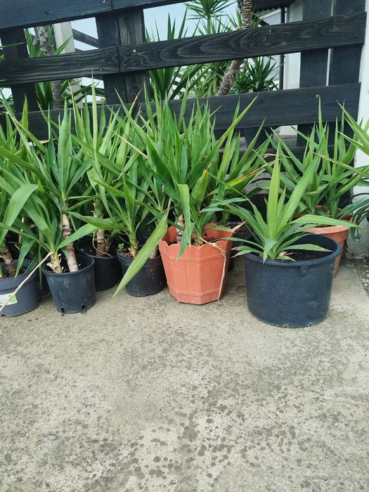 Flori ,yucca ghiveci