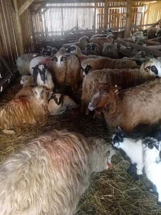 De vânzare 25 de oi si un cârlan oi frumoase bună De lapte