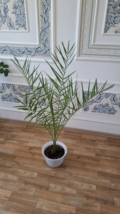 Продам пальму высота 1.22см