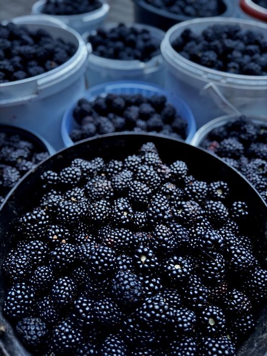 Suc Natural de Mere, Zmeură și Mure 3L