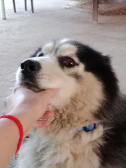 Пристраивается хаски