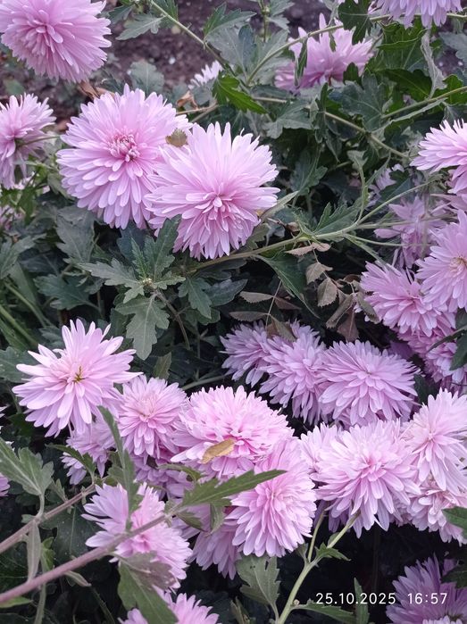 Рассада хризантем