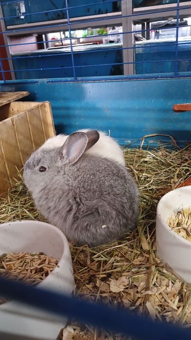 Декоративные кролики