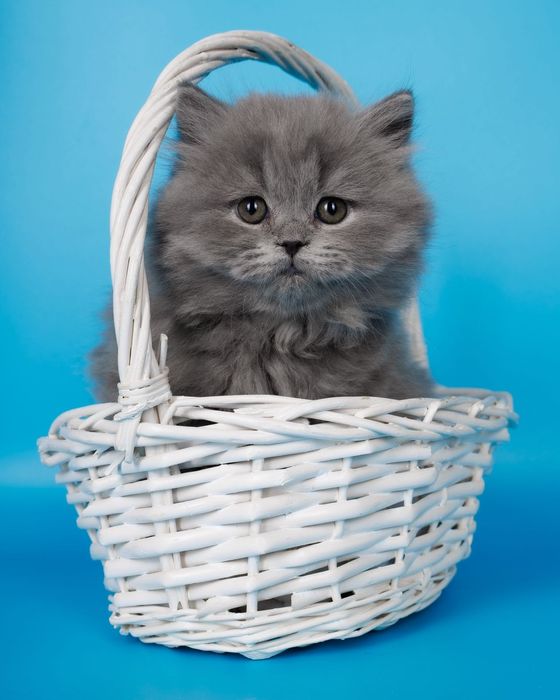 Длиношерстные британские котята
