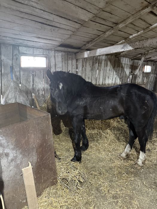 Продам жеребчика