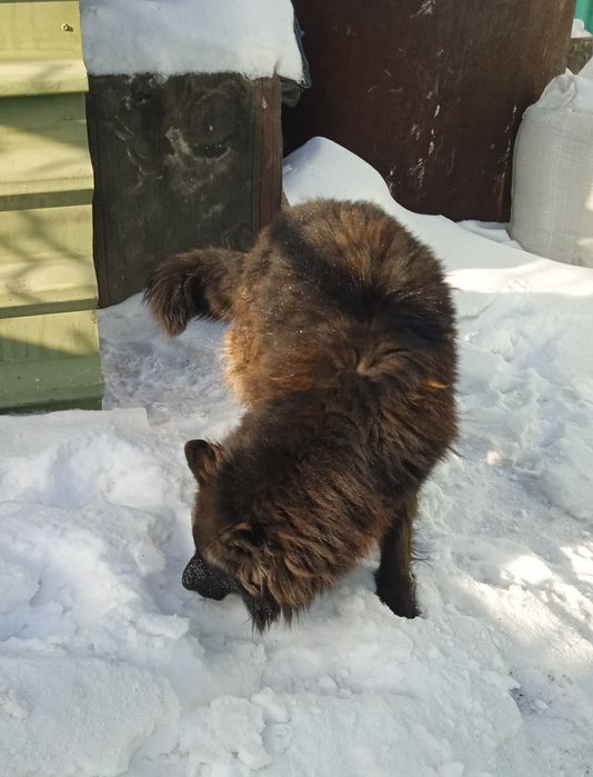 Вязка немецкой овчарки