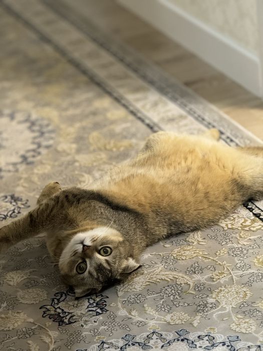 Serebristy Shinshila