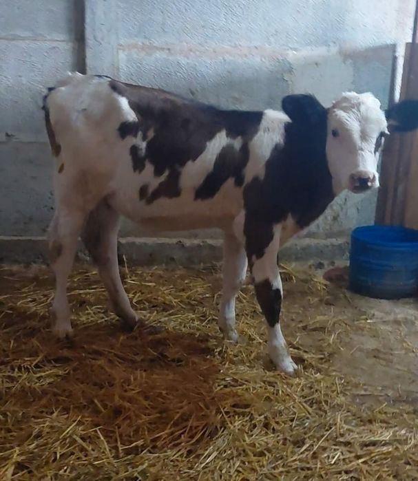 Vand 6 vieti încercați