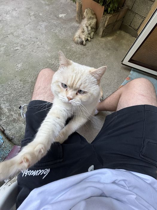 Шотладские кошки страйт