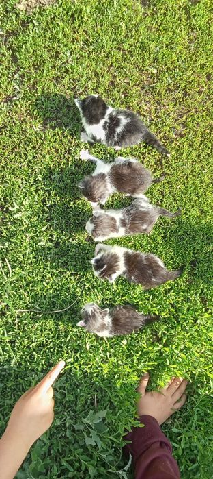 Отдам котят домашних