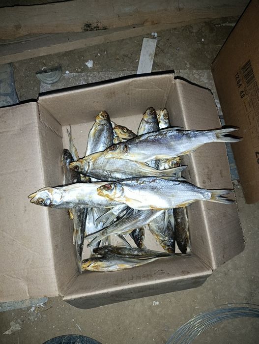 Сушенная рыба ребец