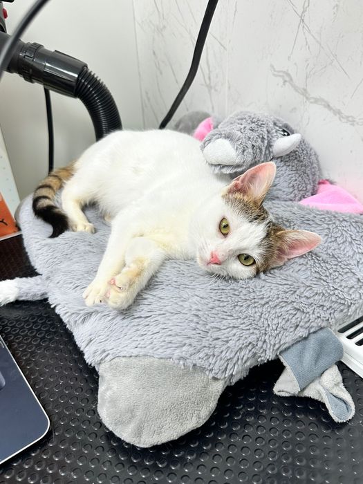 Adopție pisicuță torcacioasa și lipicioasă