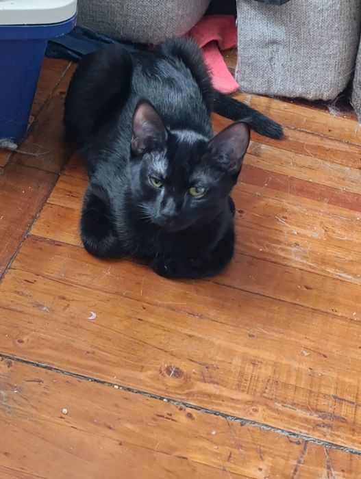 Кошечка в добрые руки