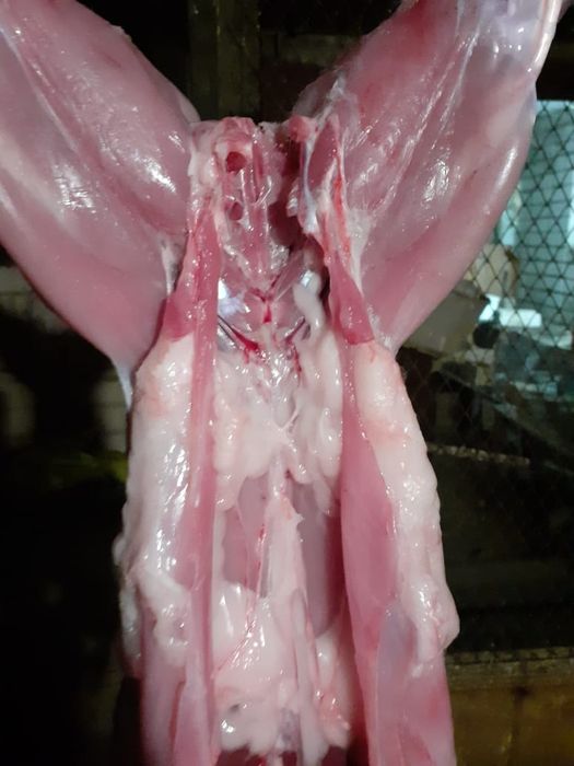 Продам мясо кролика