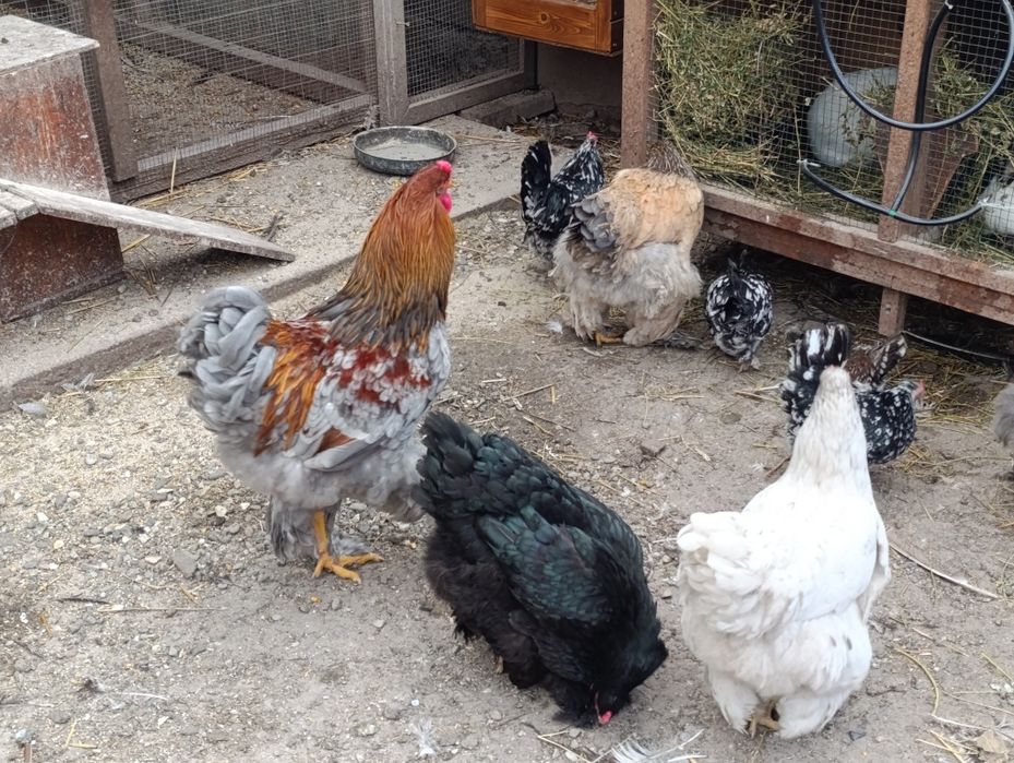 Ouă brahma pentru incubat