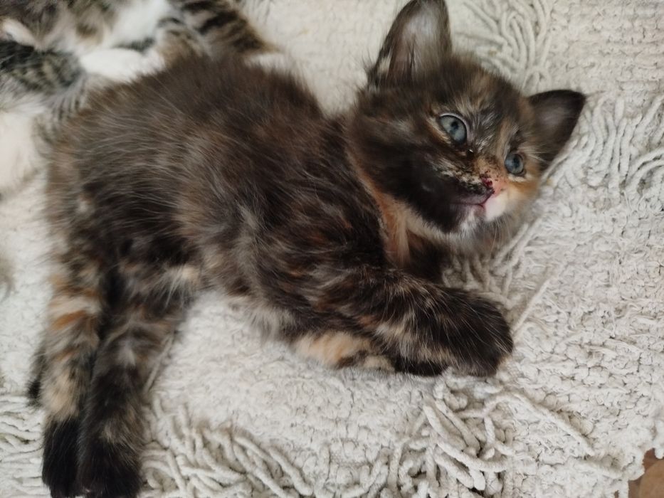 Отдам котенка кошечку
