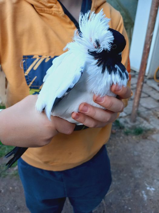 Бели гълъби за сватби и тържества