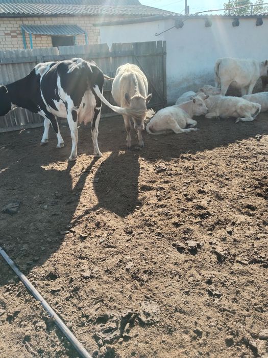 Продам КРС оптом