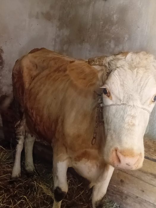 Vacă de vânzare – 5 ani, gestantă în 2 luni – 9.500 lei negociabil