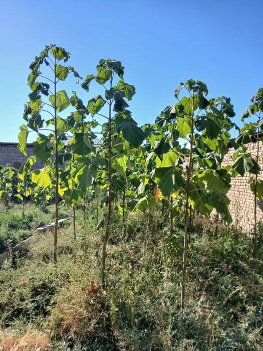 Растения Павлония