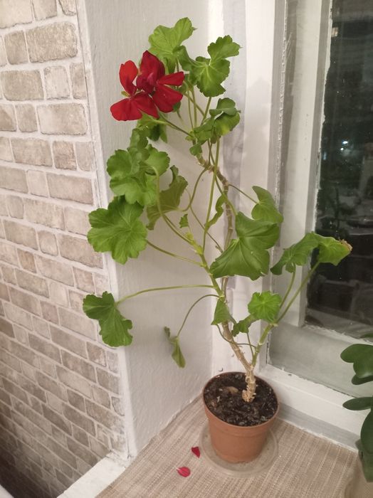 Цветы комнатные для уюта