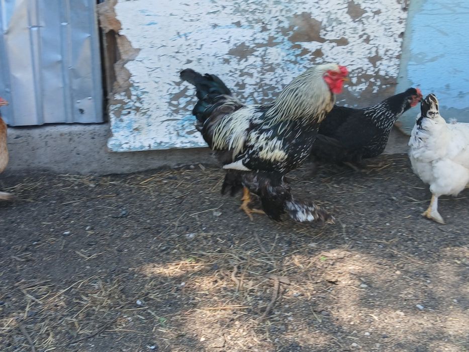 Продам куры и цыплята