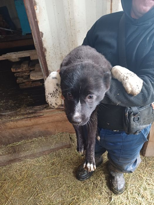 Продам щенят алабай