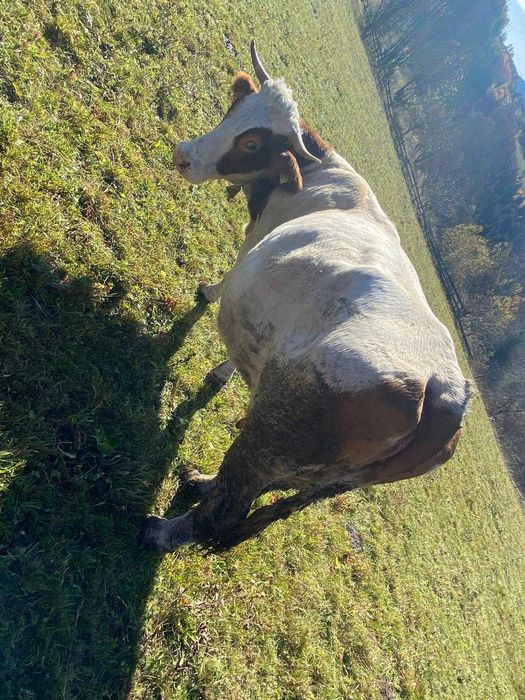 Vaca de vandut!!