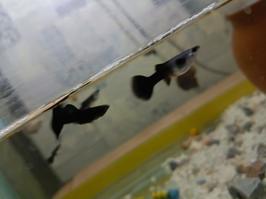 Балик сотилади петушок гупи шокилон