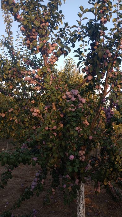 Prune de masa și tuica Anaspet