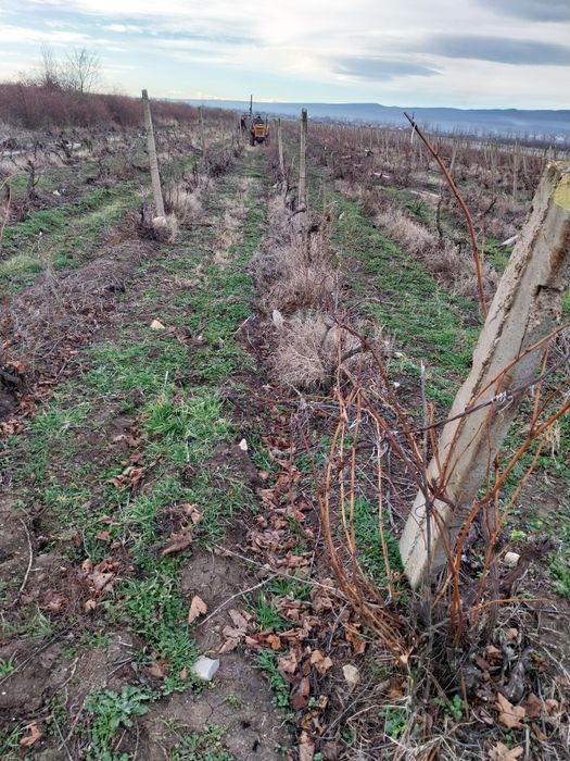 Șpalieri metalici, Șpalieri de beton gata selectati