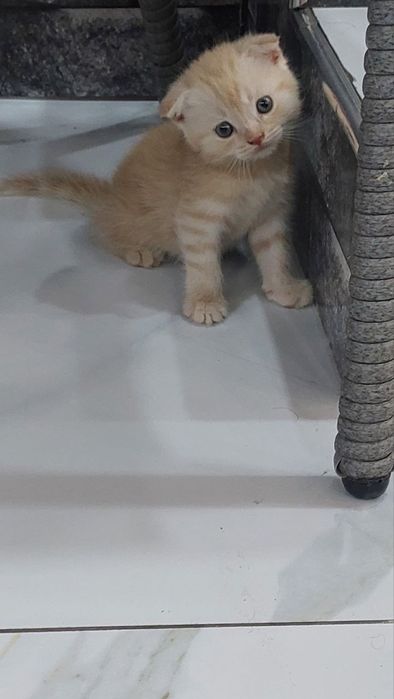 Котята продаются