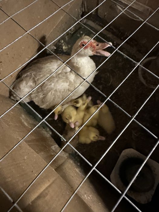 Продам индоутят. Рабочий поселок .