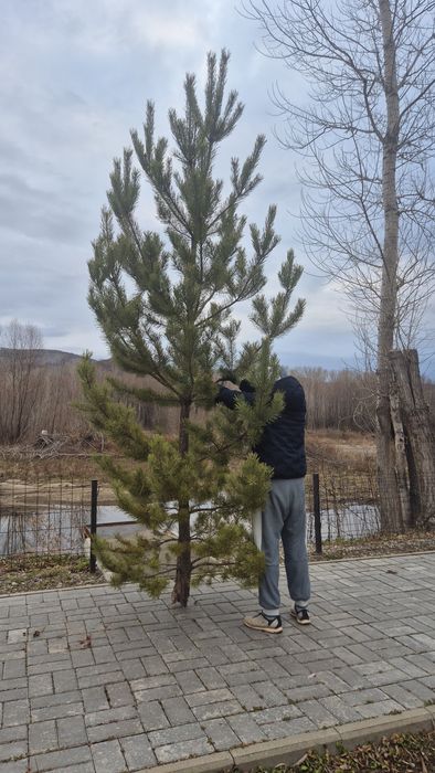 Сосна (елка( живая