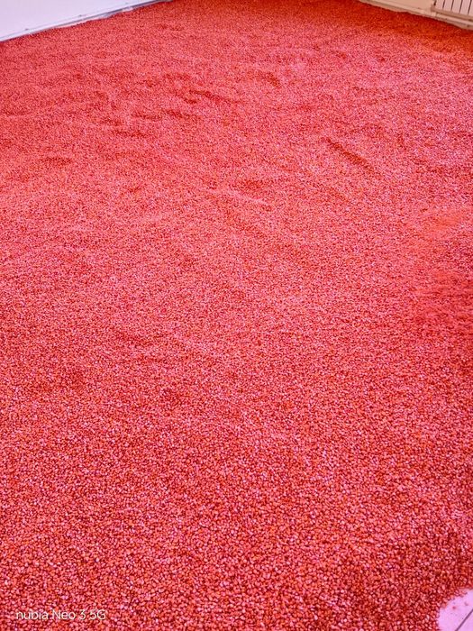 Joʻxori "Oʻzbekiston 2018" navi