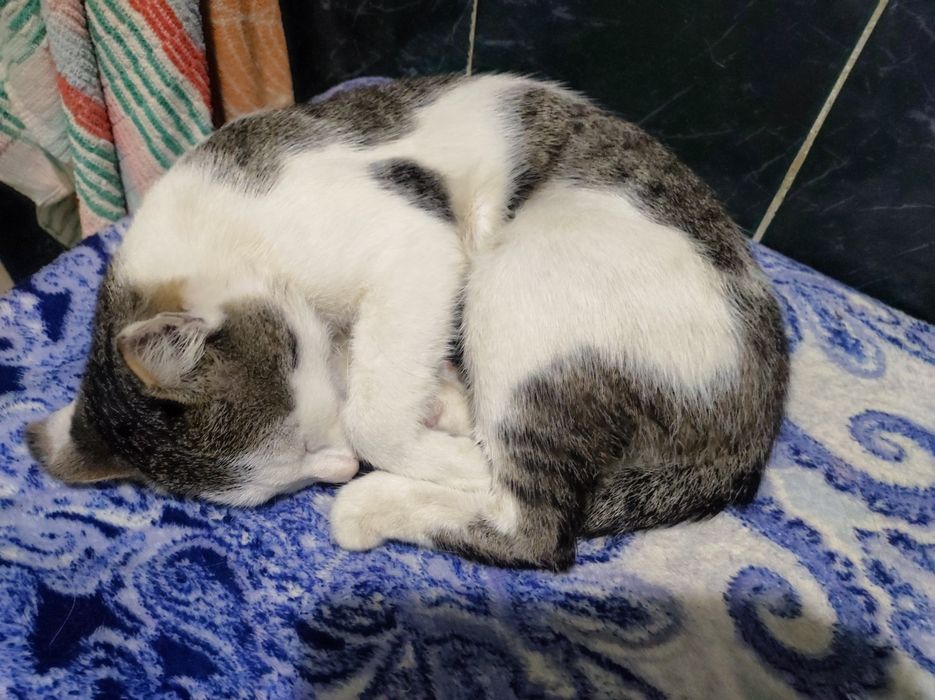 Котик миниатюрный просто чудо