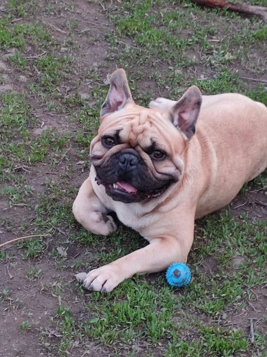 Французский бульдог для вязки