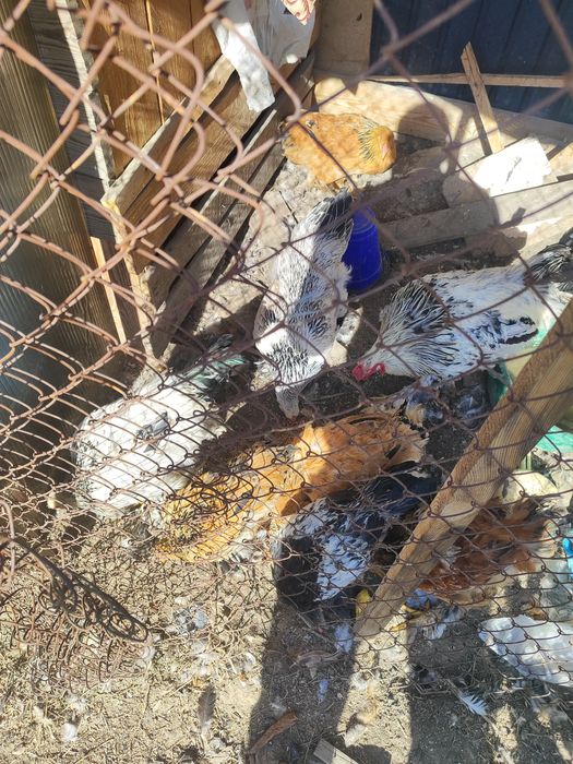 Продам кур брама и цепляет