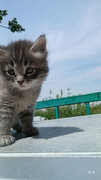 В добрые ручки отдаём хороших котят