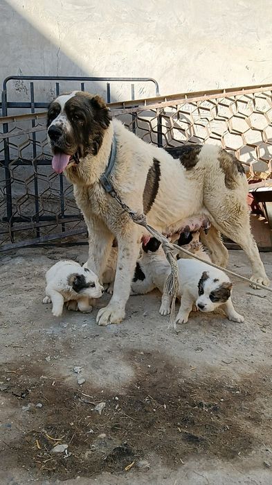 Urgochi alabay sotiladi bir tuggan